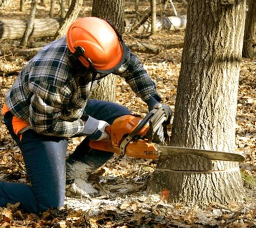 Tree Removal in Kingsburg, CA